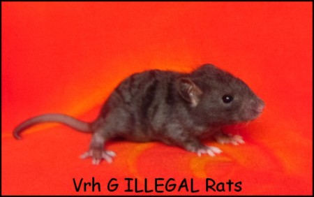 Gustav ILLEGAL Rats (G11)